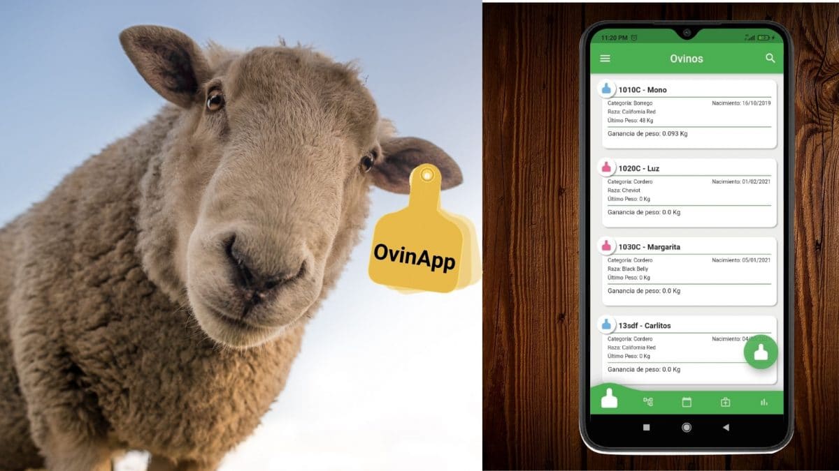 como crear un ovino en OvinApp