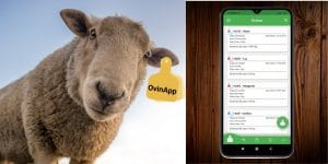 como crear un ovino en OvinApp