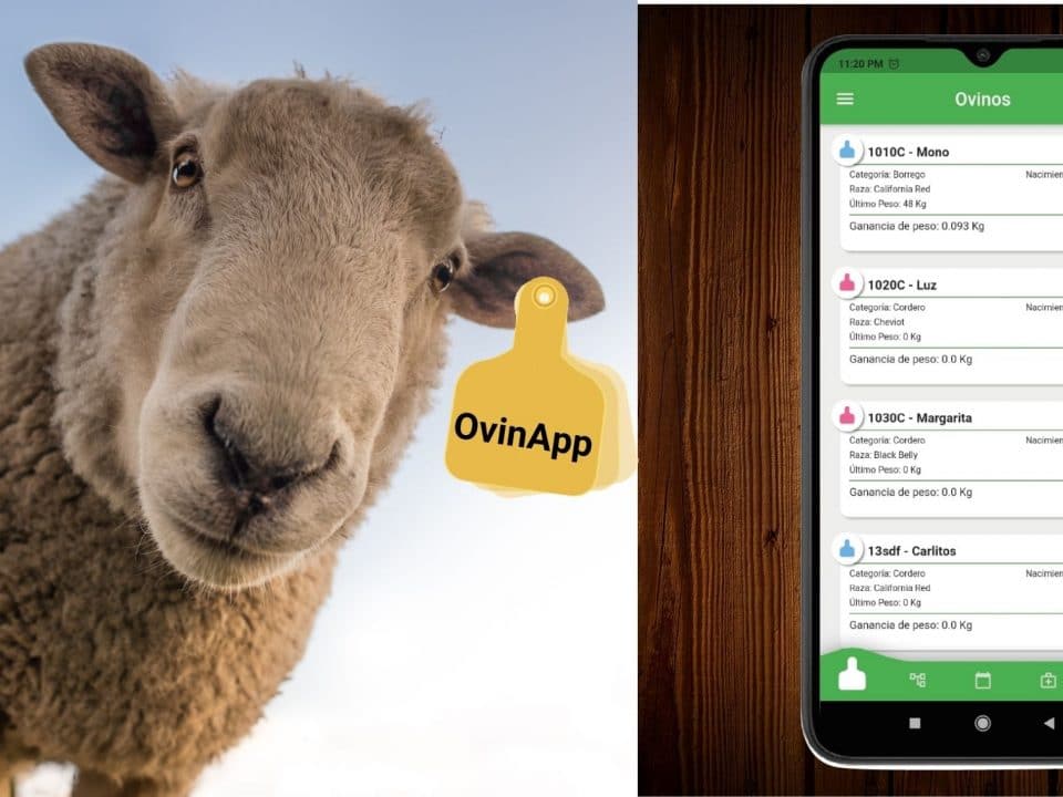 como crear un ovino en OvinApp