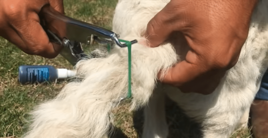 Tail docking sheep descole procedure technique welfare