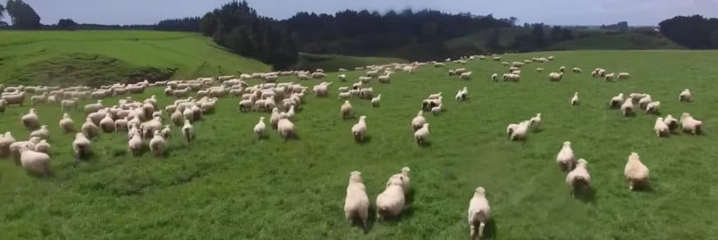 Organización del rebaño