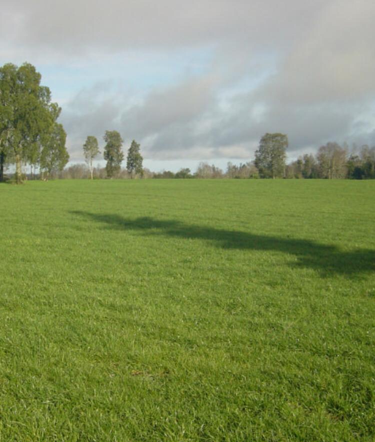 verdeo planificar pasturas