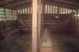 Clean sheep pens reducing fly pressure nasal bots management