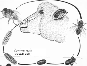 Life cycle of nasal bot fly Oestrus ovis myiasis