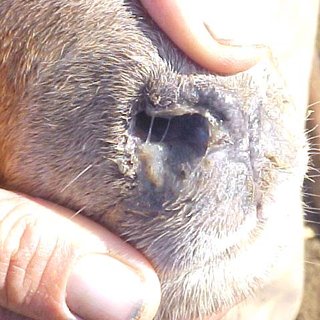 moco blanco en ovinos enfermedades de parasitos mosca gusano de la nariz en ovinos tratamiento