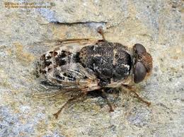 mosca que porduce la enfermedad ovina caprina llamada myiasis o oestrosis ovina caprina, ciclo de la larva