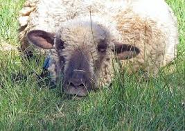 cordero decaido triste por enfermedad, moco transparente