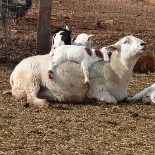 oveja de raza katadhin gran ejemplar de buen caraceter materno con crias borregos