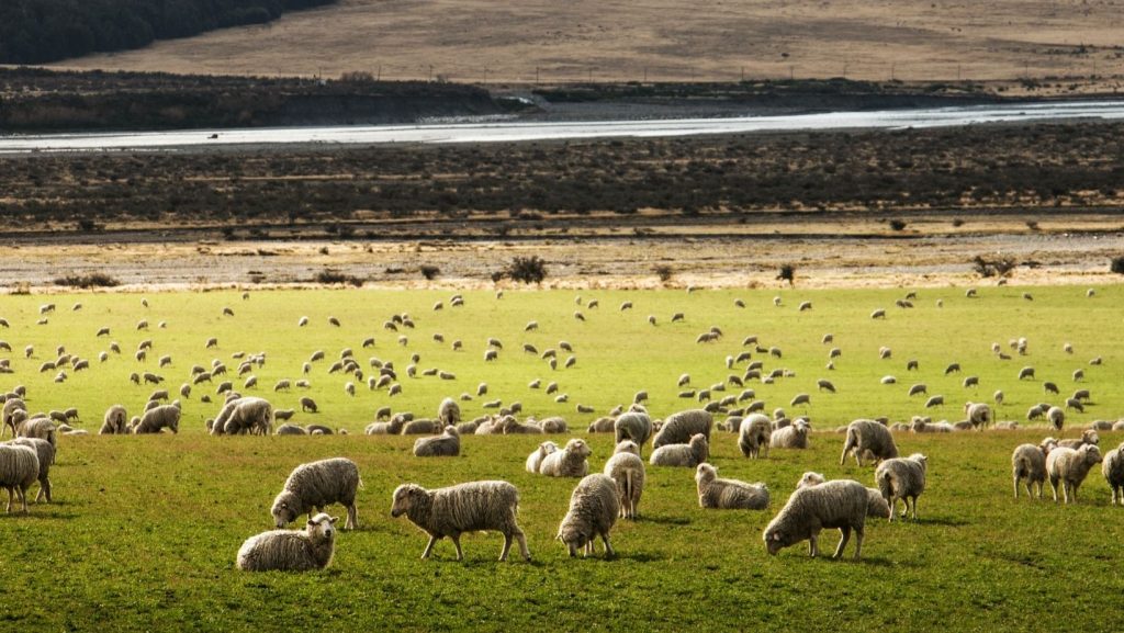 manejo del pastoreo a la hora de planificar pasturas