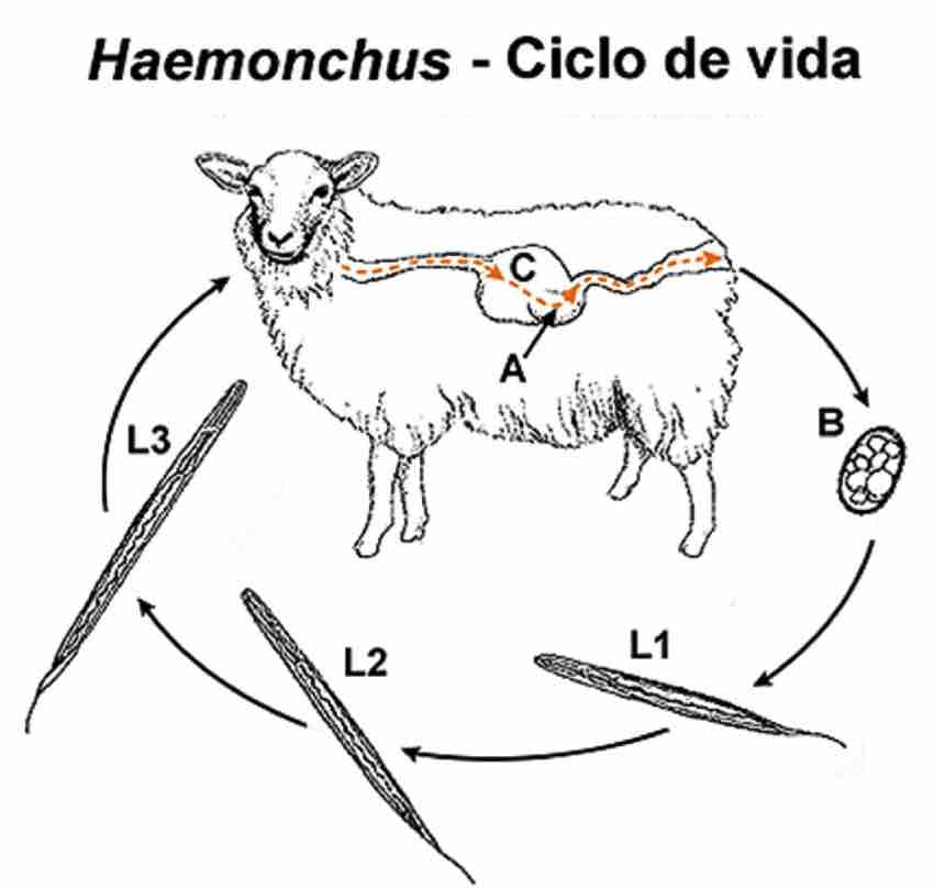 Ciclo biologico del Haemonchus contortus en ovinos OvinApp