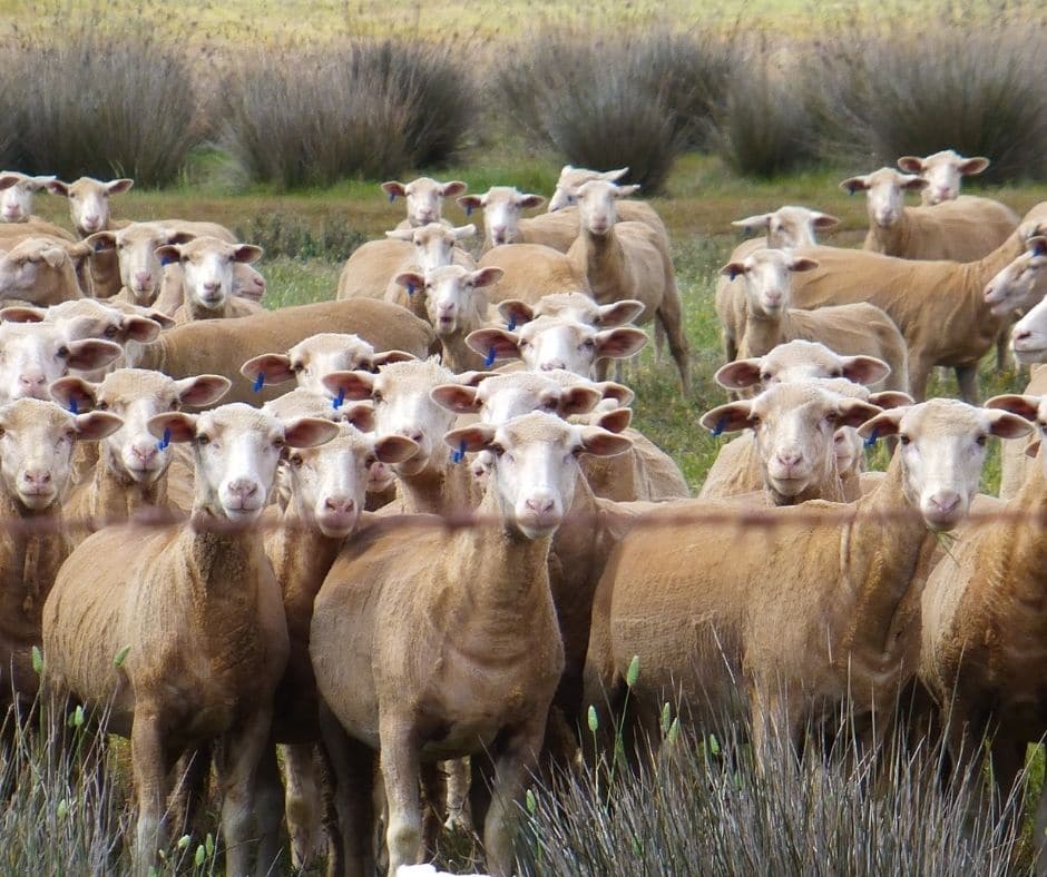 imagen de rebaño ovino controlado con el programa OvinApp
