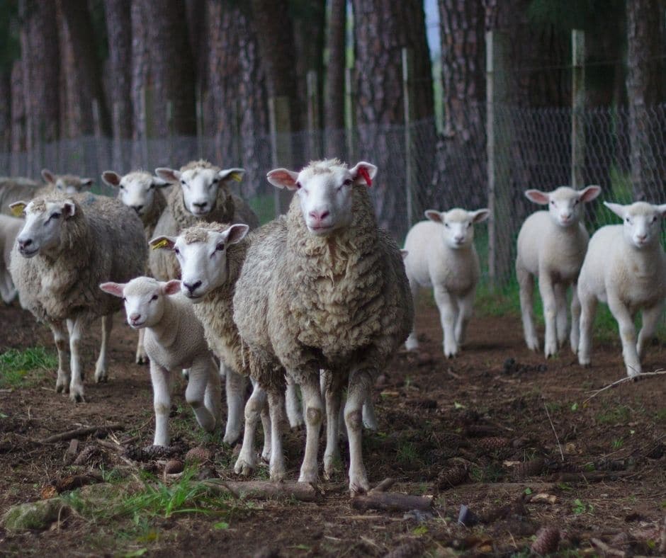 Ovejas y su composición de rebaño OvinApp