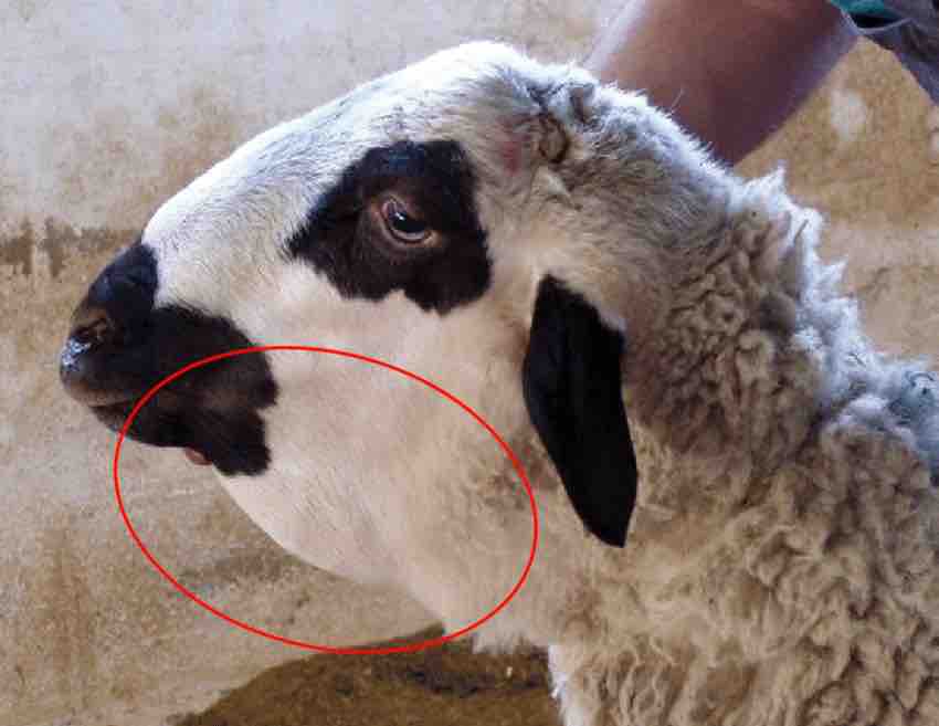 edema submandibular desparasitar ovinos con ovinapp y controla tu ganado de borregos tratamiento