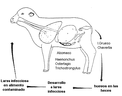 abomaso de ovejas parasitos famacha ovinapp haemonchus contortus ciclo
