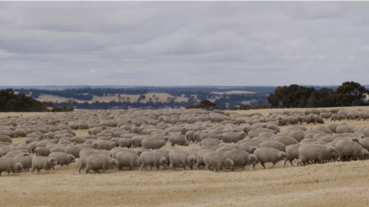 rebaño ovino en OvinApp