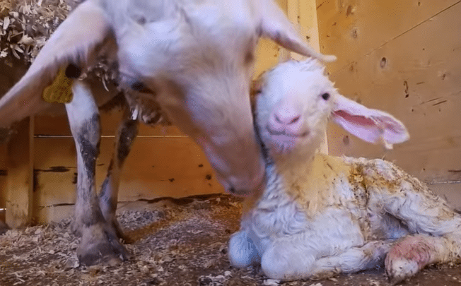 imagen de una oveja con su cria cordero ovinapp Características reproductivas