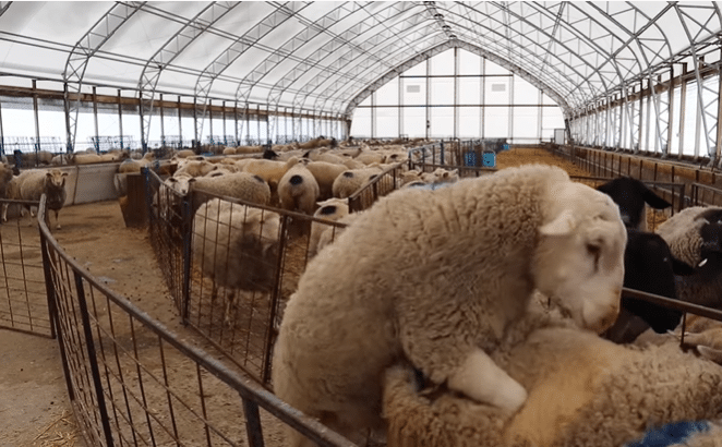 Características reproductivas en ovinos