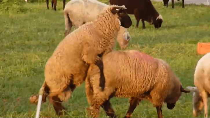 Monta y reproducción ovina con OvinApp