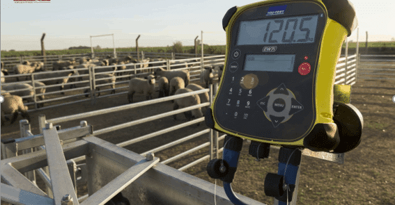 pesaje de ovinos para la administración de productos veterinarios
