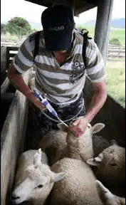 Aplicación de productos veterinarios vía oral