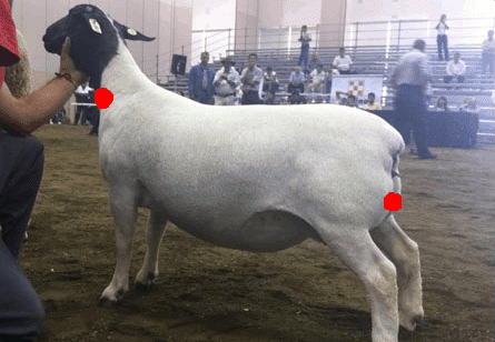 Administración intramuscular en ovinos con productos veterinarios