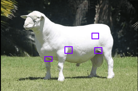 administración subcutánea en ovinos con productos veterinarios