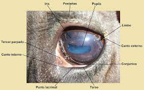 Sheep eye uveitis blue opacity cloudy eye treatment