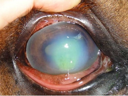 ulcera en ovejas ovinos ojos azules ovinapp