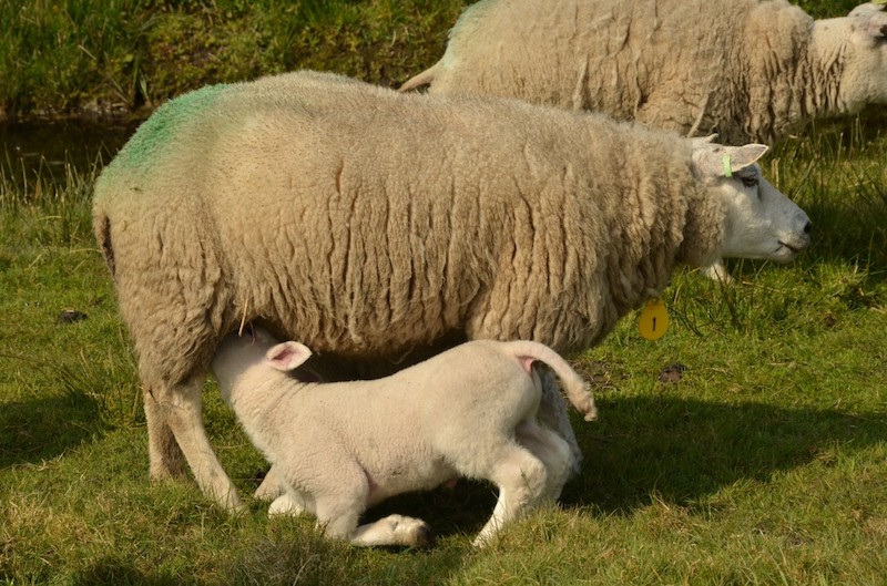 Ewe nursing lamb productive parameters sheep management