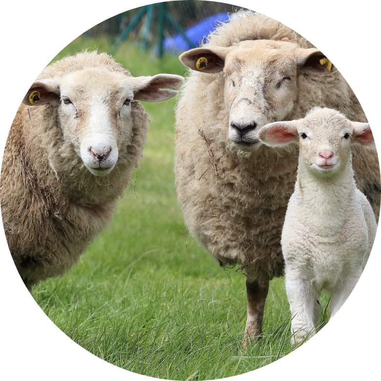 ovejas con cría borrego ovinapp