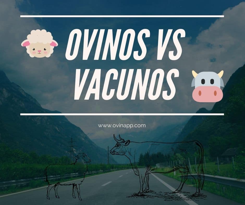 Ovinos vs Vacunos