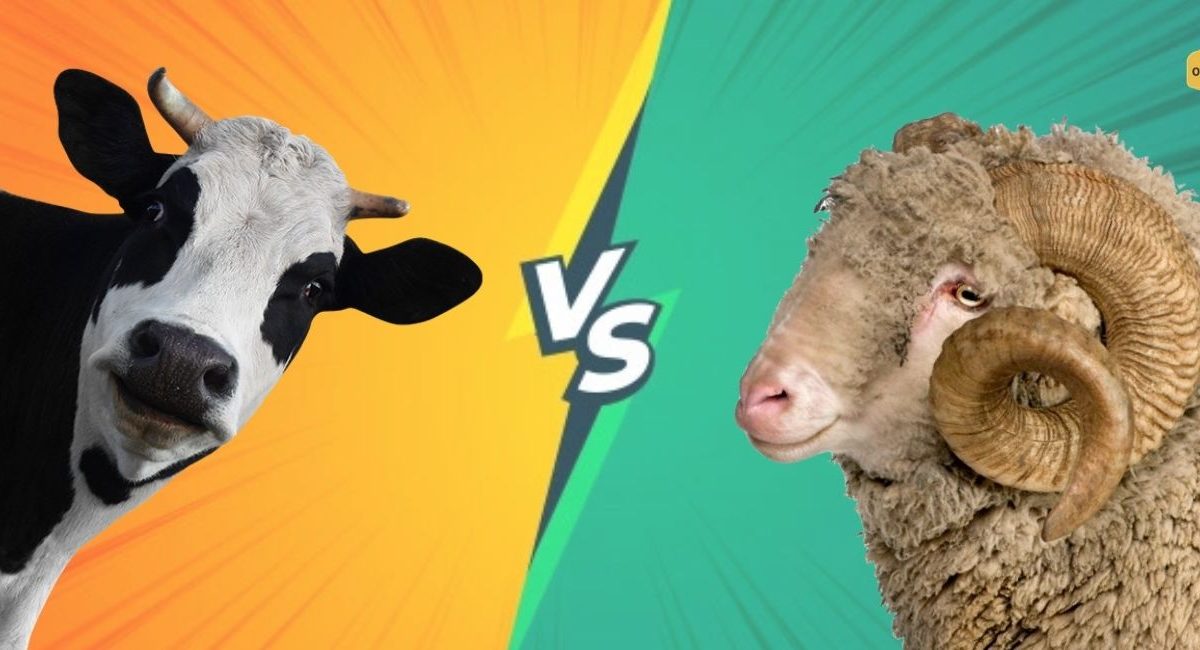 Vacas vs Ovinos comparación rentabilidad post ovinapp