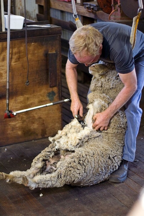 un hombre 🐏 esquilando un cordero