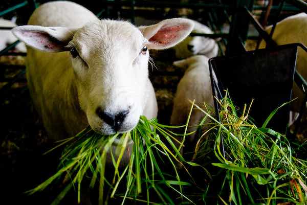 ovinos comiendo pasturas ovinapp enfermedades timpanismo