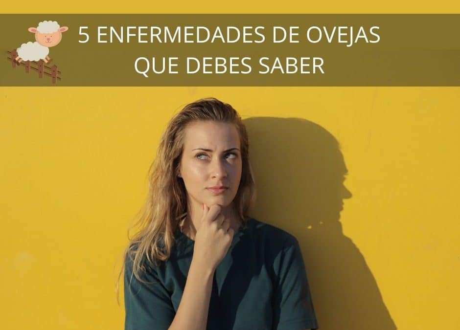 5 Enfermedades de Ovejas