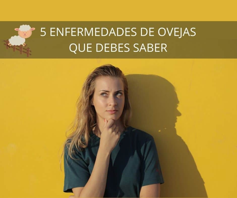 5 Enfermedades de Ovejas