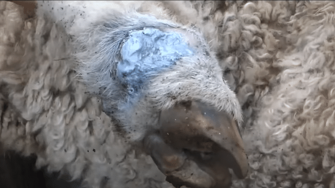 bichera myiasis in sheep with application of silver curabichera