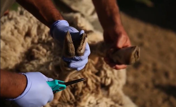 Diseases in feet and hooves in sheep, foot foot cuts