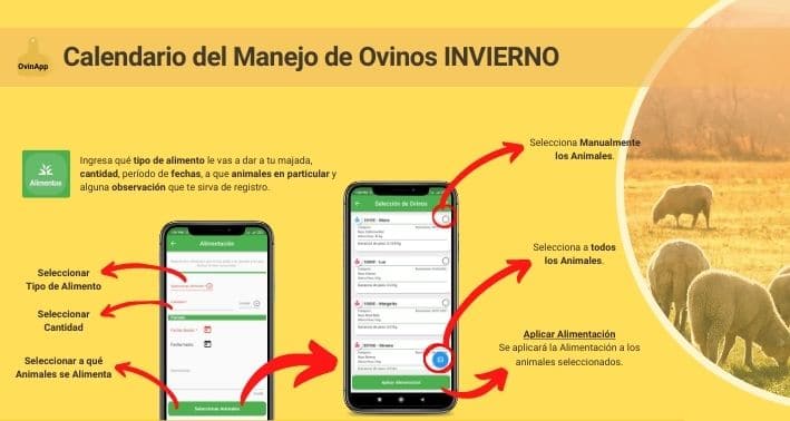 Alimentación en ovinos con OVINAPP