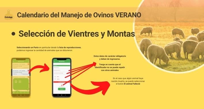 Selección de vientres y montas con OVINAPP