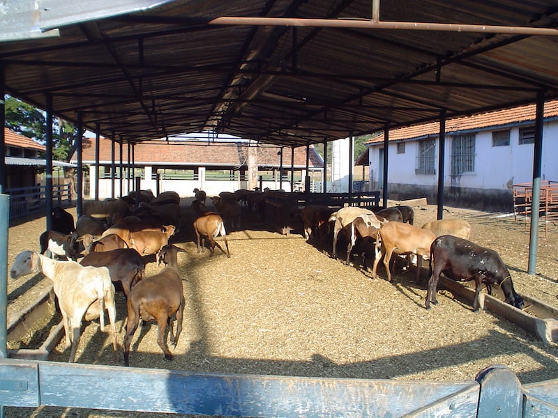 Instalaciones de Ovinos Santa Ines-min