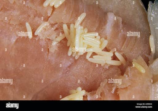 huevos de mosca domestica y de campo en hatos de carneros