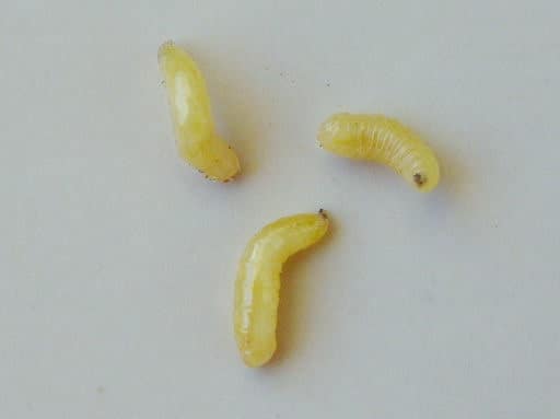 larva de moscas de los establecimientos de corderos