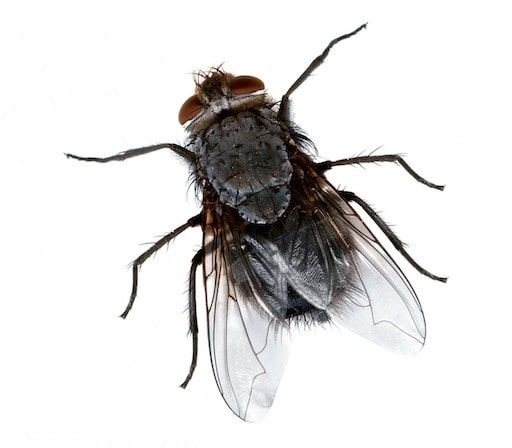 mosca de campo adulta problemática para la cría de ovejas