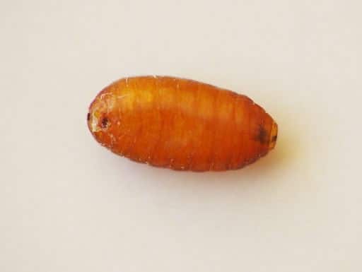 pupa de moscas de ganado de borregos