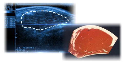 corte de carne de ovelha
