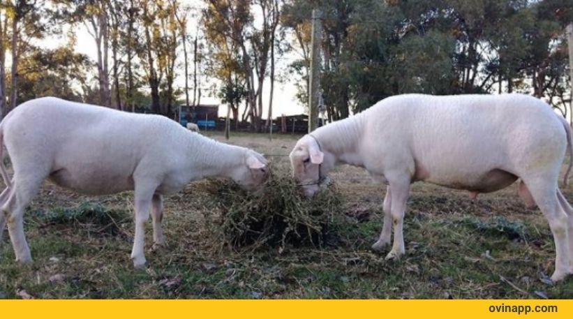 East Friesian dairy sheep milking udder production