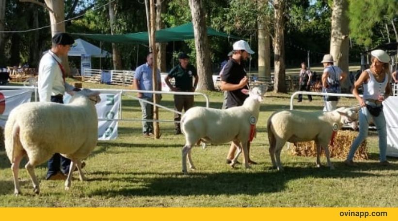 East Friesian sheep flock dairy management
