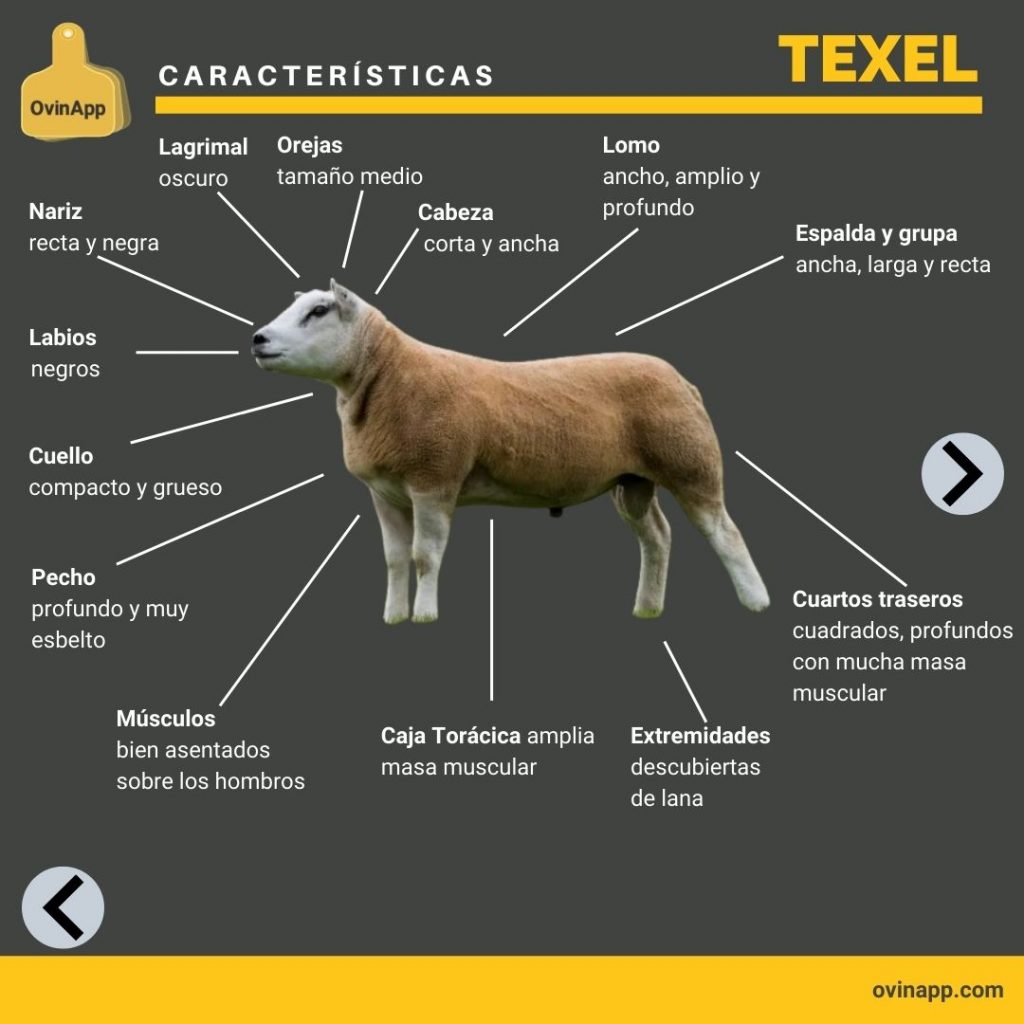 caracterĆsticas Raza Texel