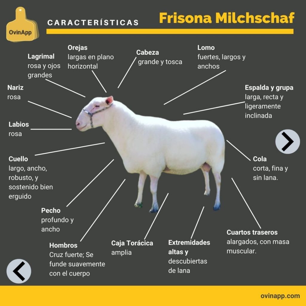 Características Frisona Milchschaf Ovinapp